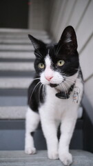 Obraz premium black and white cat