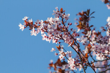 blossoms on ornamental cherry plum tree branch