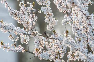 blossoms on ornamental cherry plum tree branch