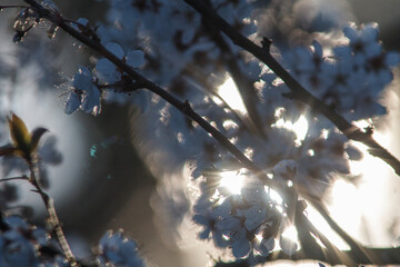 blossoms on ornamental cherry plum tree branch