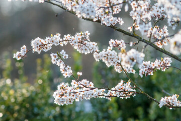 blossoms on ornamental cherry plum tree branch
