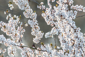 blossoms on ornamental cherry plum tree branch