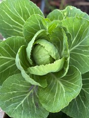 Obraz premium head of cabbage growing in a home garden Florida panhandle 