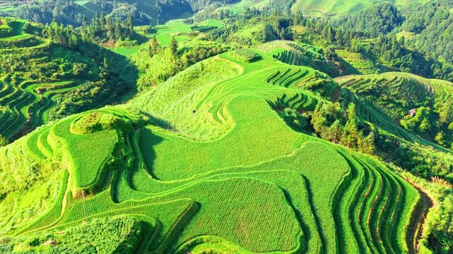 Lush green Longji rice terraces on mountain slopes in Guilin, China, showcasing sustainable agriculture and breathtaking natural landscape.