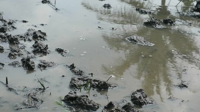 The distinctive sound of rice field tractors and the reflection of coconut trees on the water in the rice fields seem to hold hope for the future of agriculture in Indonesia.