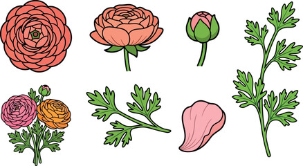 Naklejka premium Flat design close up ranunculus flower head and bud with single stem leaf sprig isolated white background soft lighting vector illustration