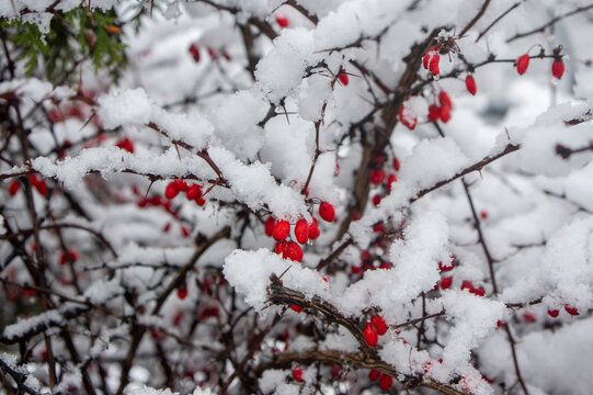 Berberis thunbergii japanese thunbergs barberry with ripened oval fruits on branches covered with white cold snow
