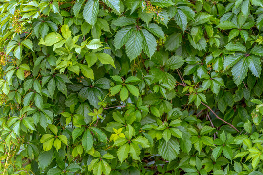 Virginia Creeper Growing Along The Trail In Summer In Wisconsin