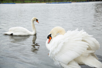 Fototapeta premium Peaceful park lake scene with two white swans on the water. In the foreground one swan spreads its wings, displaying its feathers, while another swan calmly swims in the background. 