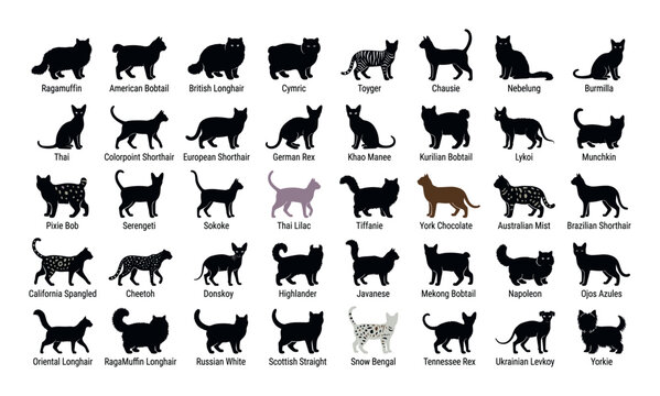 Collection of diverse cat breed silhouettes with their names labeled below