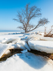 portrait wide angel view to alone tree and broken ice on foreground under blue sky in sunny day © sergejson