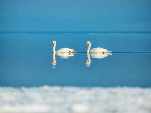 couple of two swans in calm mater with ice on foreground