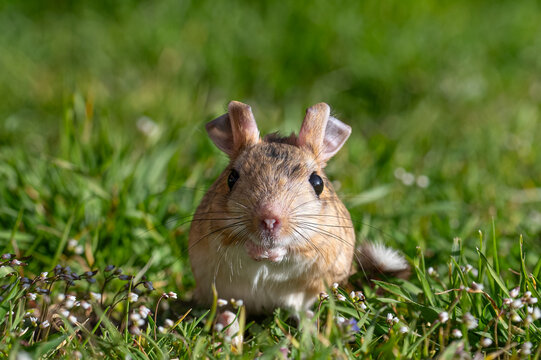 An impressive close-up shot of an Williams Jerboa (Allactaga williamsi) looking directly into the camera.