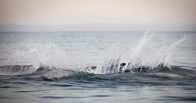 ballena gris, atardecer, cielo, mar, acu&aacute;tico, amanecer, paisaje, playa, sol, naturaleza, oce&aacute;no, nube, lago, anochecer, azul, horizonte, alba, hermoso, anaranjada, luz solar, r&iacute;o, costa, rojo, ballen