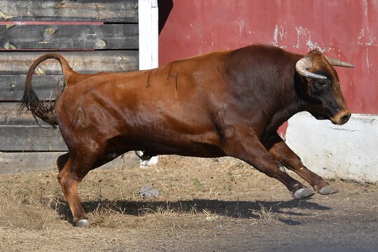 toro marron corriendo mamifero