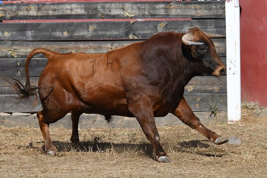 toro marron corriendo mamifero