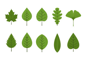 Fototapeta premium Vector flat design illustration of various green leaves in different shapes and sizes on a white background.