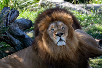 African Lion (Panthera Leo)