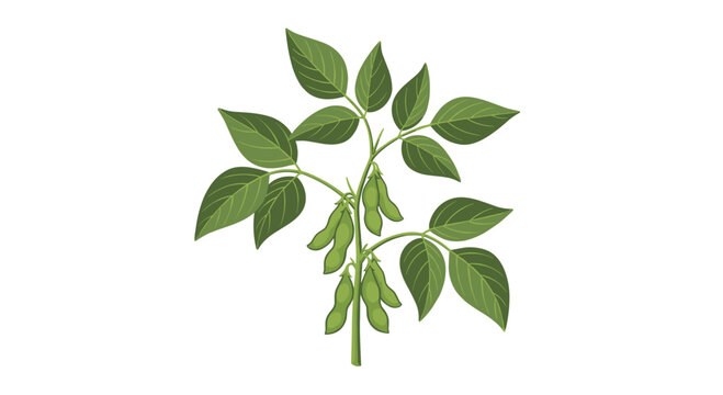 A healthy soybean plant is illustrated with numerous green leaves and multiple clusters of developing green pods on a white background.