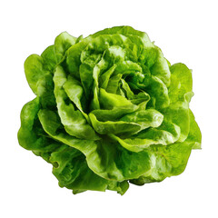 Obraz premium a fresh, green lettuce head with wavy leaves Isolated transparent on white background