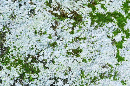 close up of green moss and white lichen growing on a stone surface, natural texture of forest flora on a rock, concept of landscaping, environmental science, biology.