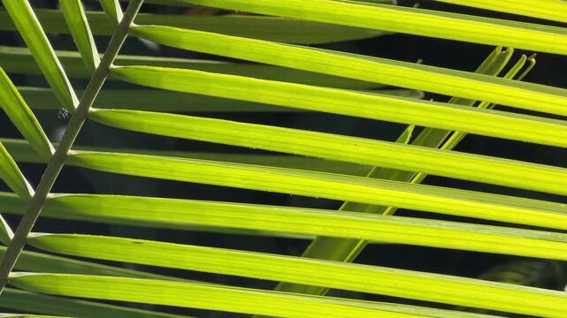 Closeup of a palm branch (unidentified species) swaying in a light breeze on a sunny day in a tropical ornamental garden in southwest Florida. Motifs of pattern, interconnection and symmetry.