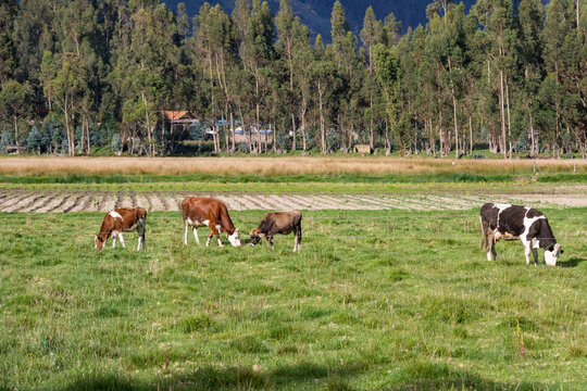 ganado vacuno pastando en un valle en los andes, vacas  terneras