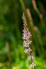 Fototapeta premium Close up of a wedding flower (francoa sonchifolia) in bloom