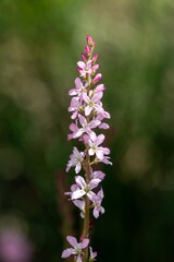 Fototapeta premium Close up of a wedding flower (francoa sonchifolia) in bloom