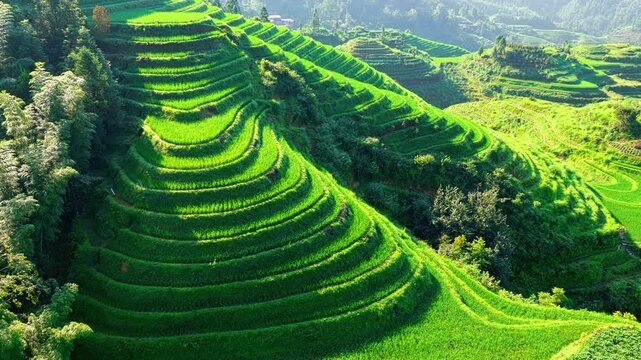Lush green terraced rice fields in Guilin, China. Scenic agricultural landscape showing traditional irrigation and farming beauty.