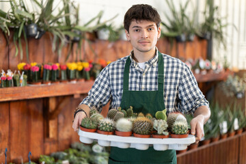 Fototapeta premium Guy garden center worker holds tray filled with potted cactus. In flower shop employee puts item goods in order in department with flowering plants.