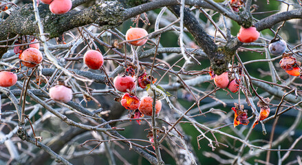 柿の実を食べるメジロ