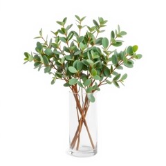 Obraz premium Eucalyptus branches in glass vase isolated on pure white background
