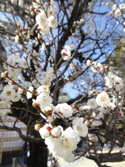 白い梅が満開に咲く風景