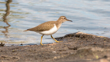 Obraz premium black headed gull