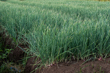 Obraz premium Red Onion Plant Growing in Garden Soil, Fresh Shallot Agriculture Close Up