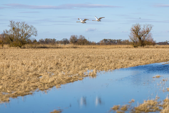 swans above odertal grassland landscape