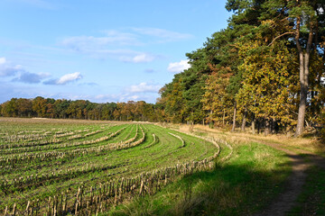 Fototapeta premium Nature landscape with lakes and pine trees woods near Veldhoven and Waalre, Kermpen forests, walking in autumn, North Brabant, The Netherlands