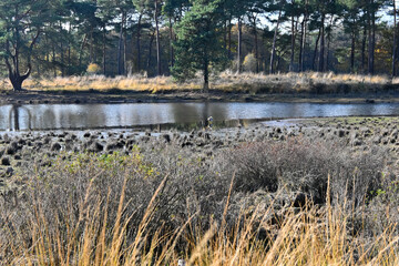 Fototapeta premium Nature landscape with lakes and pine trees woods near Veldhoven and Waalre, Kermpen forests, walking in autumn, North Brabant, The Netherlands