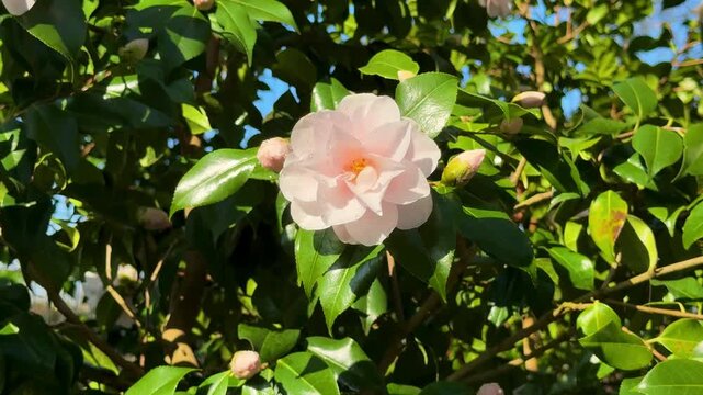 Camelia Japonica 'Higo Nioi-fubuki' bloom. Pink Camellia flower blooming on a branch in the garden