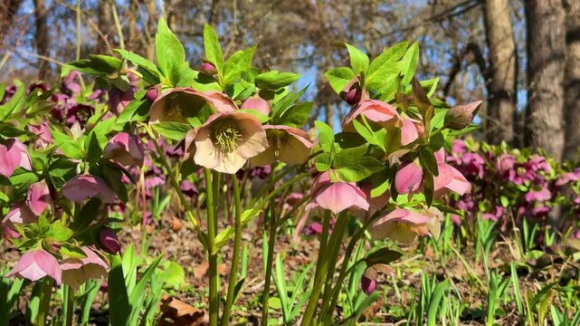 Dark purple Hellebore flowers (Helleborus orientalis) blooming in the garden