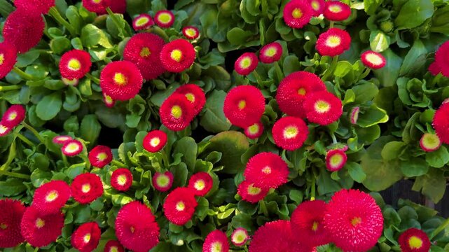 Top view of vibrant red English daisy flowers (Bellis perennis) in garden