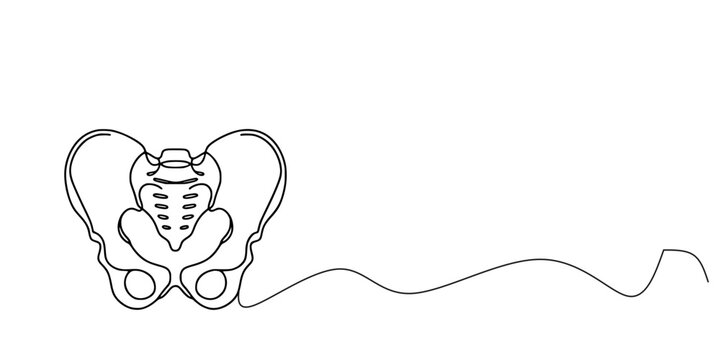 Human Pelvic Bone Line Drawing, Minimalist line drawing of the human pelvis in frontal view, showing iliac crests, sacrum, and pubic bones, with a continuous wavy line extending across the image.