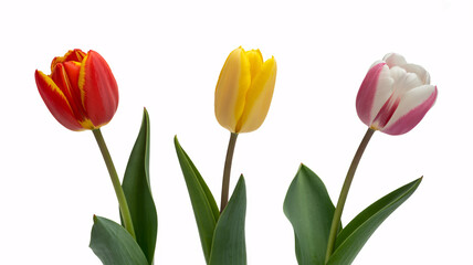Fototapeta premium Vibrant tulips in red, yellow, and pink on white background