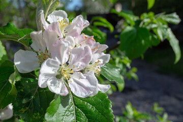 Macro view of delicate apple tree blossoms with soft white and pink petals, yellow stamens and fresh green leaves in sunlight. Spring garden atmosphere with natural background.