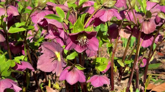Dark purple Hellebore flowers (Helleborus orientalis) blooming in the garden