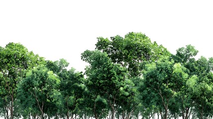 Fototapeta premium Lush Green Trees Against a Clear White Sky, Perfect for Backgrounds and Nature Concepts.
