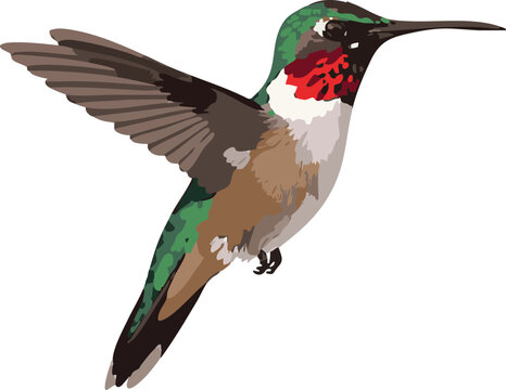 Hummingbird flying - full body side profile view vector on white, 2D realistic vector illustration