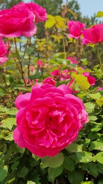 Perfect red rose macro with dew detail. 4K vertical luxury premium footage.