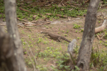 Obraz premium Big lizard in his natural habitat.